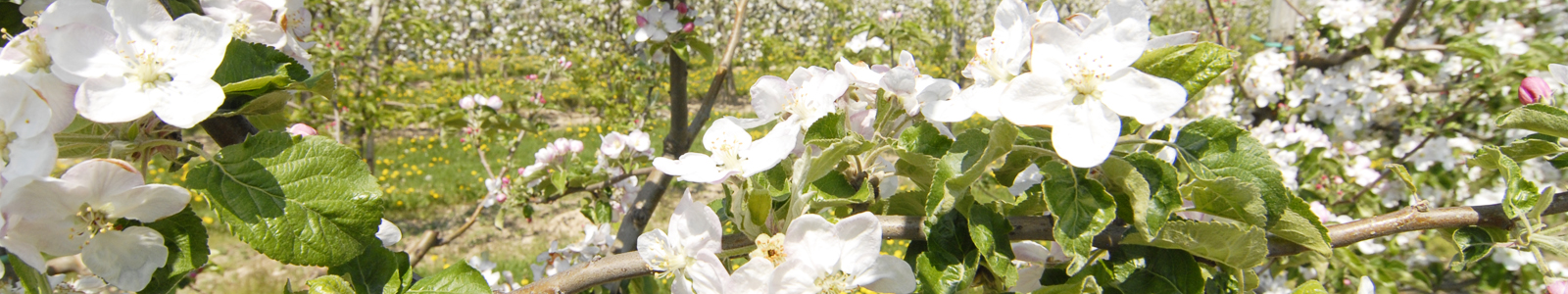 Ast mit Obstblüten © Dienstleistungszentren Ländlicher Raum